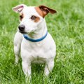犬は首輪をされて苦…
