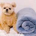 犬の『お留守番する…