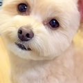 『お散歩行く？』と…