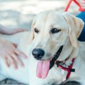 大型犬に『穏やか・…