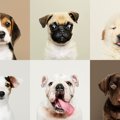 『犬の名前』人気ラ…