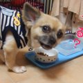 犬がご飯を食べない…
