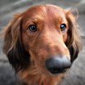 犬が人のおしりを嗅…