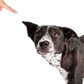 犬の問題行動を悪化…