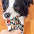 愛犬に絶対させては…