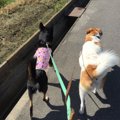 わんわんパトロール…
