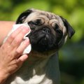 犬を清潔に保つため…