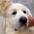 『数週間から数ヶ月…