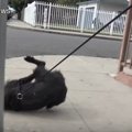 【動画必見】走る犬…