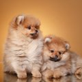 子犬を迎えた初日に…