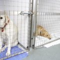 保護施設の犬たちは…