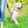 犬の散歩をしてはい…