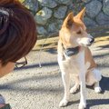 夫婦が『迷子犬』を…