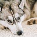 【元動物看護師体験…