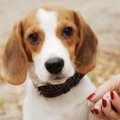 犬がうっとりしてし…