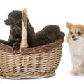 『体臭が少ない犬種…