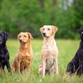 人気の大型犬ランキ…