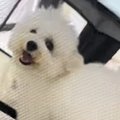 『前世ハムスターや…