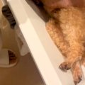 12歳のおじいちゃん…