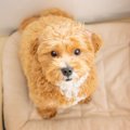 何かいるの…？犬が『…
