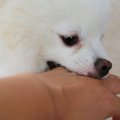 犬がやりがちな『困…