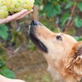 犬がぶどうを食べた…