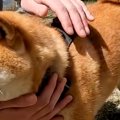 2匹の犬が『好みのタ…