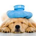 犬の熱中症『危険な…