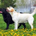犬の股関節形成不全…