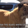 盲目の高齢犬の保護…