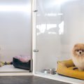 犬を『ペットホテル…
