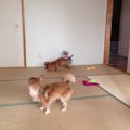梅雨時期の犬のスト…
