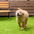 大型犬の赤ちゃんを…