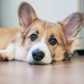 犬は腐った食べ物を…