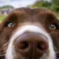 犬が飼い主を『鼻で…