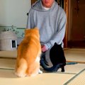 犬がイタズラをした…