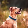 パブロフの犬とはど…