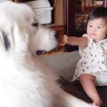 超大型犬と1歳児の仲…