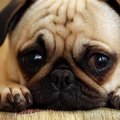 犬が『寂しい時』に…