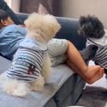 ついさっきまで遊ん…