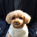 犬が飼い主の『膝の…