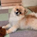 話しかけると首を傾…