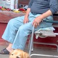 大型犬が『座ってい…