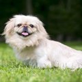 ペキニーズの犬種情報