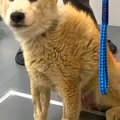 人に噛みつく12歳の…