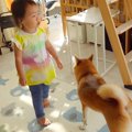 犬のおもちゃを洗濯…