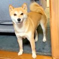 吠える犬に静かにす…