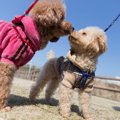 犬の性格　～わんち…