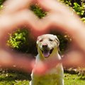 犬は人間を見る時に…