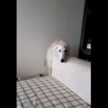 呼んでも来ないが確…